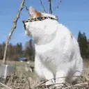 Gatitos a la Onda😎😺 9