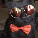 Gatitos a la Onda😎😺 11