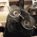 Gatitos a la Onda😎😺 12