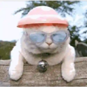 Gatitos a la Onda😎😺 14
