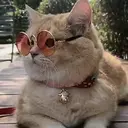 Gatitos a la Onda😎😺 15