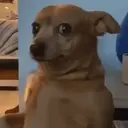 Os memes que você procurava 10