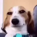 Memes 3