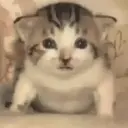 Kucing-Kucingan 3 6