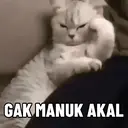 Kucing-Kucingan 3 7