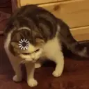 Kucing-Kucingan 3 10