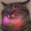 Kucing-Kucingan 3 11