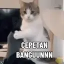 Kucing-Kucingan 3 12