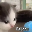 Kitten 1