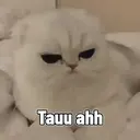 Kitten 2