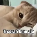 Kitten 3
