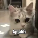 Kitten 4