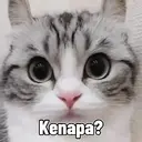 Kitten 5
