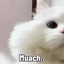 Kitten 6