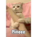 Kitten 7