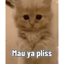 Kitten 8
