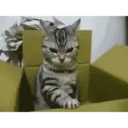 Kitten 9