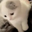 Kitten 10