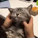 Kitten 11