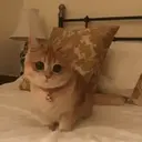 Kitten 12