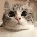 Kitten 13