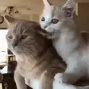Kitten 14