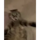 Kitten 15