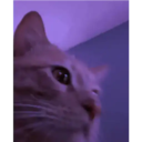 Kitten 16