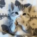 Kitten 17