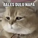 Kucing Kiyowo  1