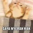 Kucing Kiyowo  3