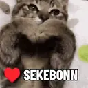 Kucing Kiyowo  4