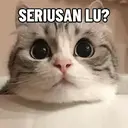 Kucing Kiyowo  6