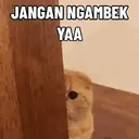 Kucing Kiyowo  7