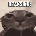 Kucing Kiyowo  8