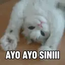 Kucing Kiyowo  10
