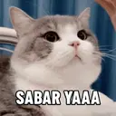 Kucing Kiyowo  14
