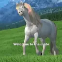 WELCOME TO THE MATO 🤠 6