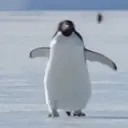 TOP ANIMAÇÕES 👍 1