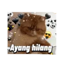 Kucing gumus 1