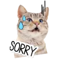 Kucing gumus 3