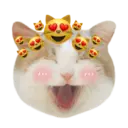 Kucing gumus 5