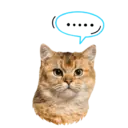 Kucing gumus 6