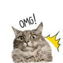 Kucing gumus 8