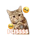 Kucing gumus 10