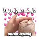 Kucing gumus 11