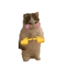 Kucing gumus 13