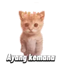 Kucing gumus 14