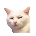 Kucing gumus 15