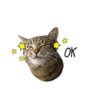 Kucing gumus 17